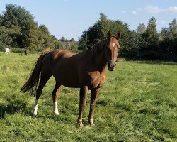 broodmare Rosalie (Hanoverian, 2006, from Rotspon)