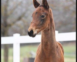 dressage horse Confess Lady (German Sport Horse, 2021, from Confess Color)