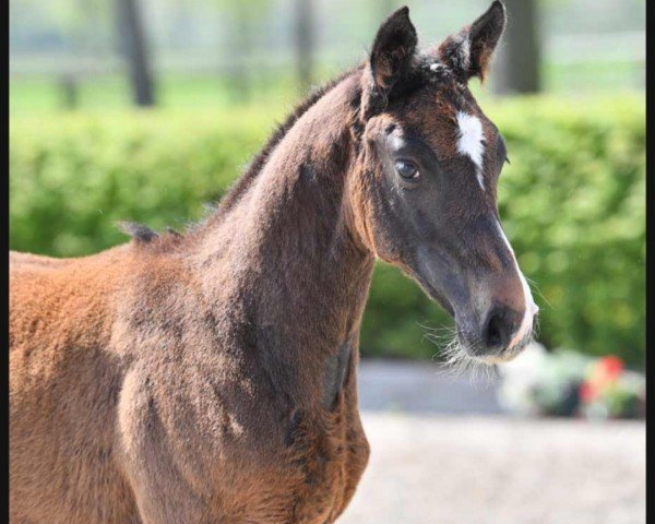 jumper Conchita (German Sport Horse, 2021, from Tannenhof's Chacco Chacco)