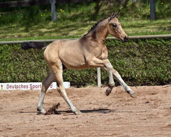 Dressurpferd Quiditsch (Deutsches Sportpferd, 2022, von Qaside Md)