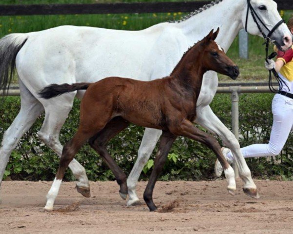 dressage horse Verbace (German Sport Horse, 2022, from Vivanero)