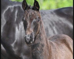 dressage horse Sheila (German Sport Horse, 2022, from Shu Fu)