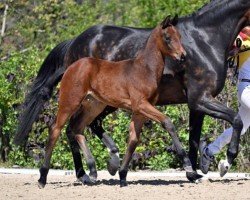 dressage horse Flower Power (German Sport Horse, 2022, from Fynch Hatton)