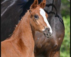 dressage horse Frieda (German Sport Horse, 2022, from Fürst Wilhelm)