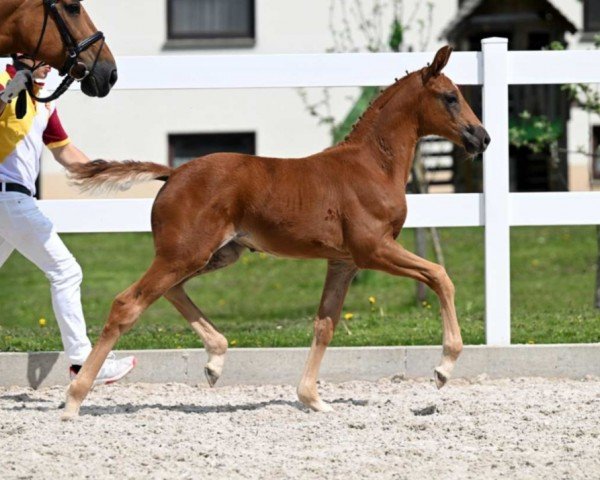 dressage horse Ivette (German Sport Horse, 2022, from Iowa Gold)