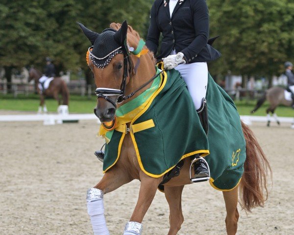broodmare DSP Esquire Noble (German Riding Pony, 2019, from Coer Noble)