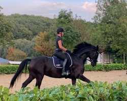 dressage horse Fascinatie Frida (Oldenburg, 2018, from Finest)