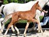 dressage horse Hengst von Escaneno / Bonds (Oldenburg, 2023, from Escaneno)