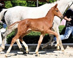 dressage horse Hengst von Escaneno / Bonds (Oldenburg, 2023, from Escaneno)