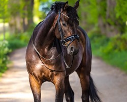 Pferd Mokka 33 (Deutsches Reitpferd, 2017, von Unbekannt)