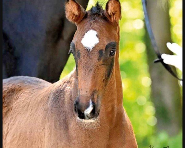 dressage horse Bentley (Hanoverian, 2023, from Borsalino)