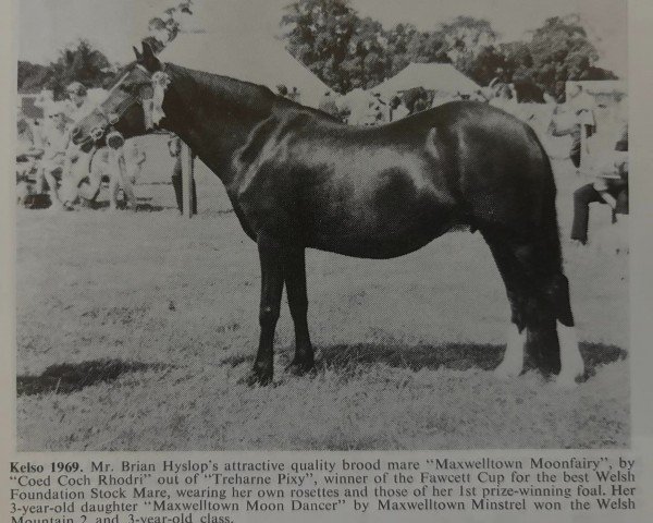 broodmare Maxwelltown Moonfairy (Welsh mountain pony (SEK.A), 1962, from Coed Coch Rhodri)