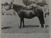 broodmare Maxwelltown Moonfairy (Welsh mountain pony (SEK.A), 1962, from Coed Coch Rhodri)