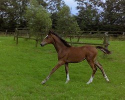 horse Ronja (Westphalian, 1988, from Rheingold)