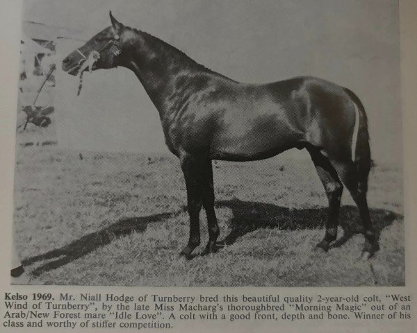 stallion Westwind of Turnberry (British Riding Pony,  , from Bishops Morning Magic xx)