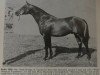 stallion Westwind of Turnberry (British Riding Pony,  , from Bishops Morning Magic xx)