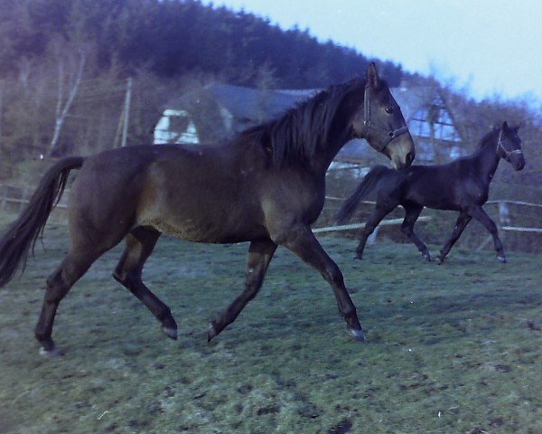 horse Doster 2 (Westphalian, 1985, from Damokles)