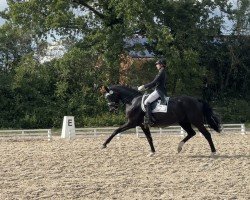 dressage horse Ferrero Küßchen (Hanoverian, 2013, from Florencio I)