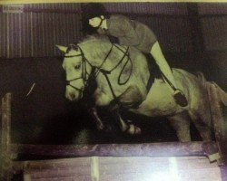 horse Lydstep Liqueur (Welsh Partbred, 1988, from Trellech Courvoisier)