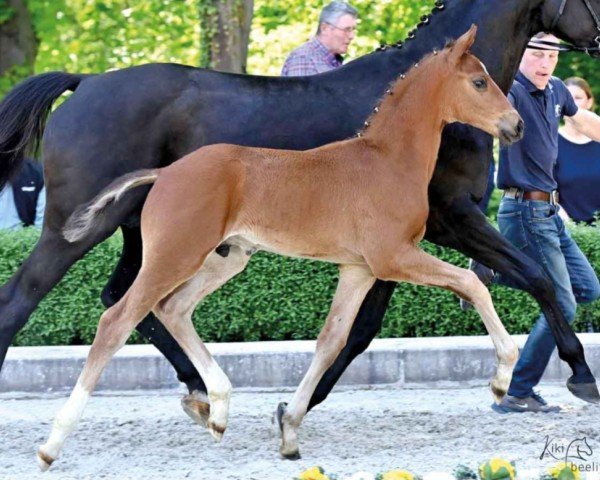 dressage horse Empire (Oldenburg, 2023, from Escaneno)