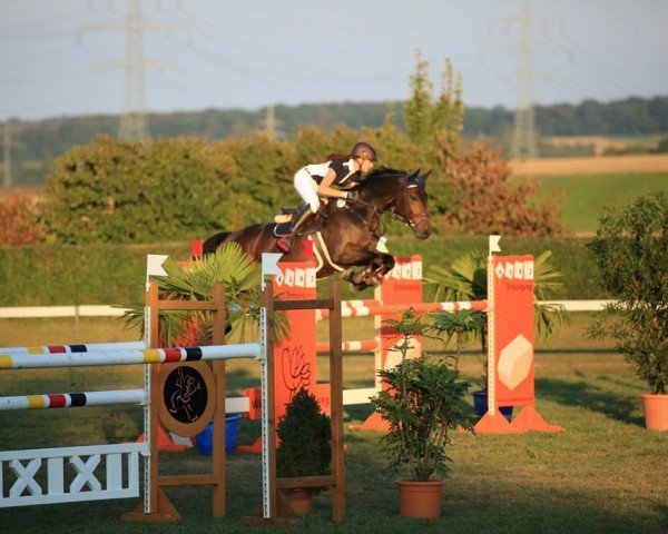 Springpferd Dandy (KWPN (Niederländisches Warmblut), 2008, von VDL Wittinger)