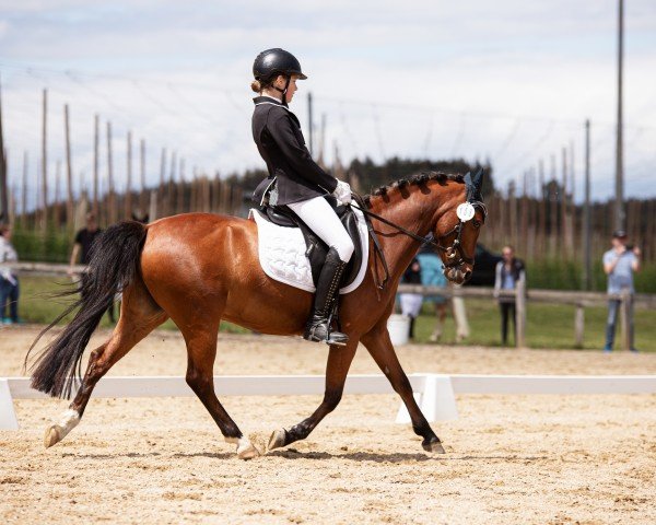 Dressurpferd Little Miss Sunshine 9 (Deutsches Reitpony, 2015, von Giglberg Spotlight)