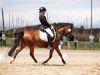 dressage horse Little Miss Sunshine 9 (German Riding Pony, 2015, from Giglberg Spotlight)