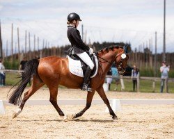 Dressurpferd Little Miss Sunshine 9 (Deutsches Reitpony, 2015, von Giglberg Spotlight)