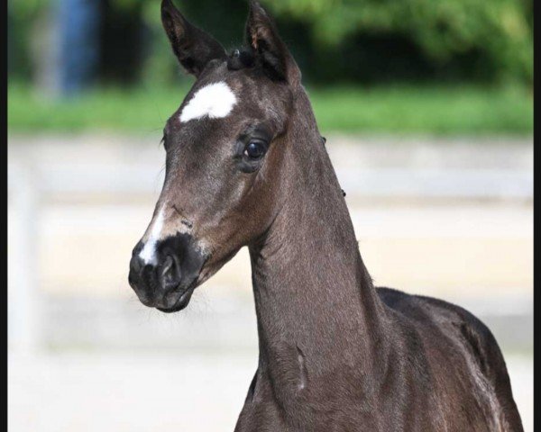 dressage horse Sweet Surprise LH (German Sport Horse, 2023, from St. Emilion)