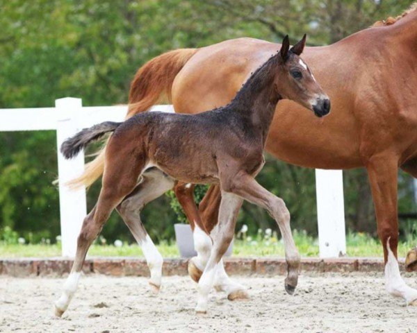 dressage horse Diamond in the Sky DB (German Sport Horse, 2023, from Diamond First)