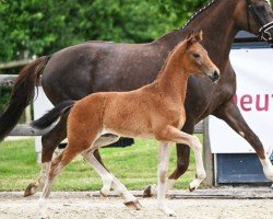 dressage horse Dynamic Girl (German Sport Horse, 2023, from Dynamic Dream)