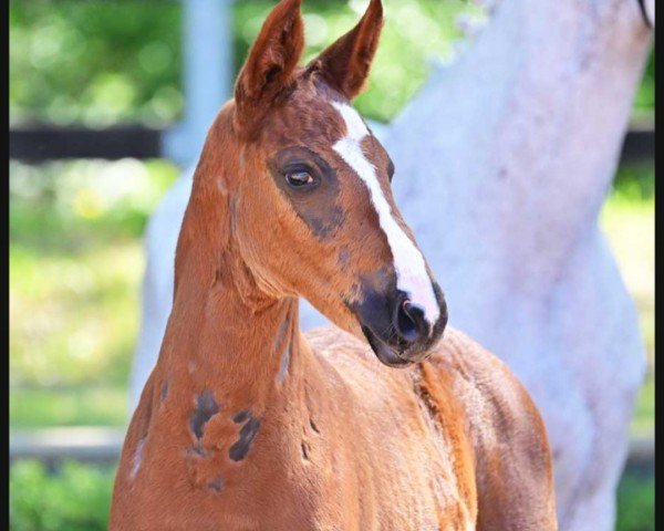 jumper Octavian (German Sport Horse, 2023, from DSP Oganero P)