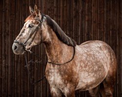 horse Magnat (polish noble half-breed, 2015, from Opal)