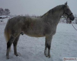 Deckhengst Opal (Polnisches Warmblut,  , von Rotmistrz)