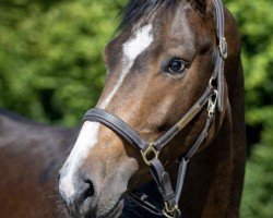 jumper Pure Gold Sow (KWPN (Royal Dutch Sporthorse), 2020, from Luigi D'Eclipse)