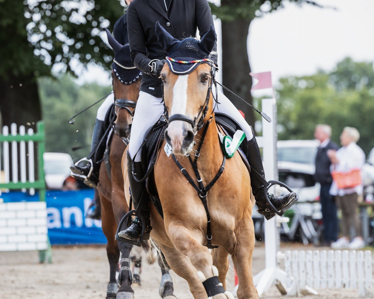 jumper Sturmfürst (Haflinger, 2008)