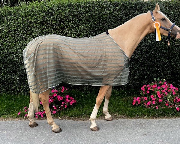 Pferd X‘special kind of gold-JV (Belgisches Warmblut, 2020, von Kimba)