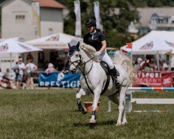 Springpferd Nicky 263 (Connemara-Pony, 2012, von Castleside Carrig)