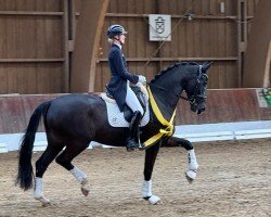 dressage horse Szechuan (Oldenburg, 2016, from Sezuan)