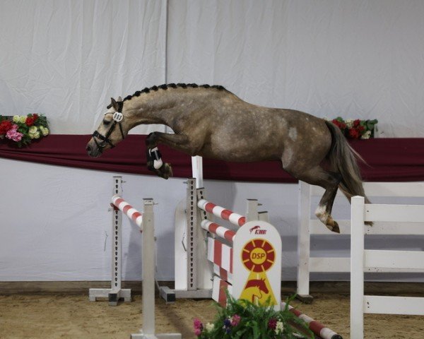 dressage horse GS Galando (German Riding Pony, 2021, from FS Golden Highlight)