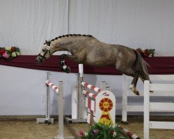 dressage horse GS Galando (German Riding Pony, 2021, from FS Golden Highlight)