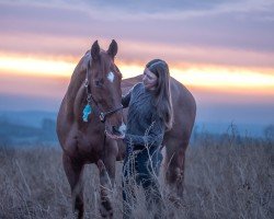 Springpferd Fidel 18 (Argentinisches Reitpferd, 2010, von Findus)