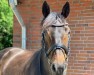 dressage horse Idalgo 9 (KWPN (Royal Dutch Sporthorse), 2013, from Everdale)