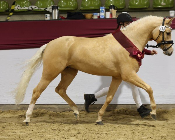 dressage horse First Class Royal King (German Riding Pony, 2021, from Crown Charm of Royal)