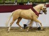 Dressurpferd First Class Royal King (Deutsches Reitpony, 2021, von Crown Charm of Royal)