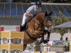 jumper Push The Button (German Sport Horse, 2017, from Perigueux)