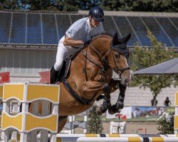 jumper Push The Button (German Sport Horse, 2017, from Perigueux)