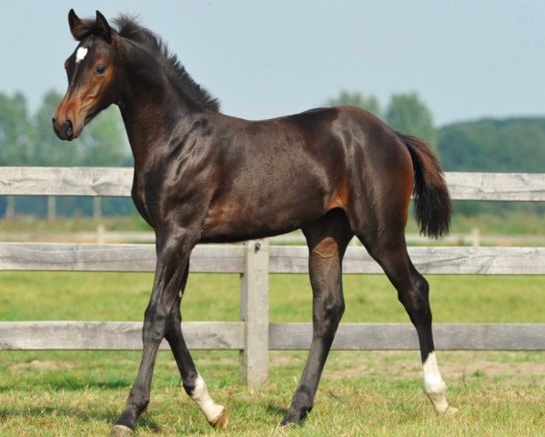 jumper Catalina de la Vie (Zangersheide riding horse, 2016, from Cornet Obolensky)