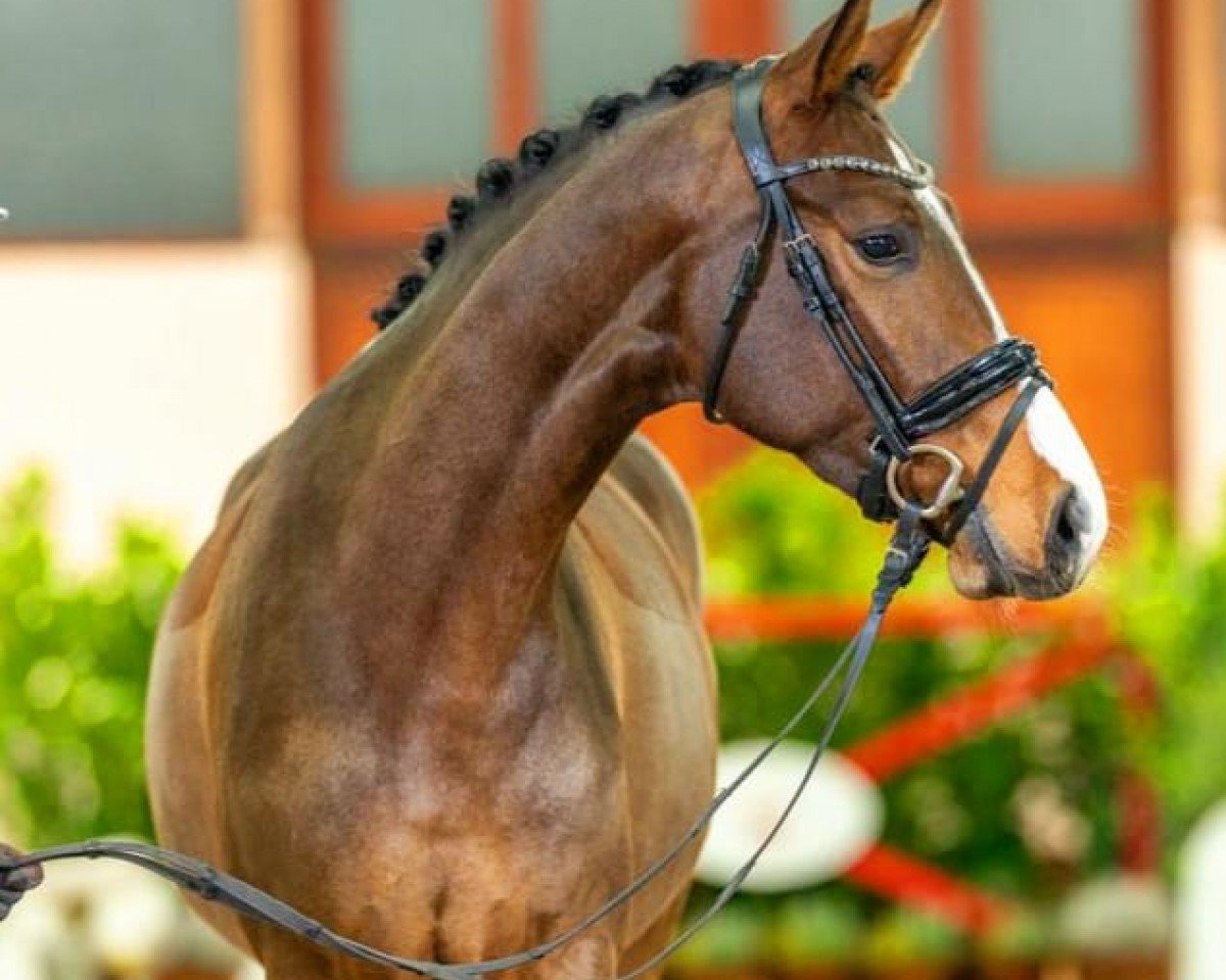 dressage horse Elly McBeal HL (Westphalian, 2020, from Erdinger)