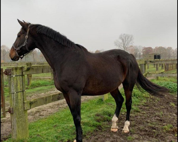 broodmare Billie Jane Pre Noir (Selle Français, 2011, from Diamant de Semilly)